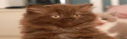 British Longhair cats for sale: Stunning Males TICA Reg - Advert 1