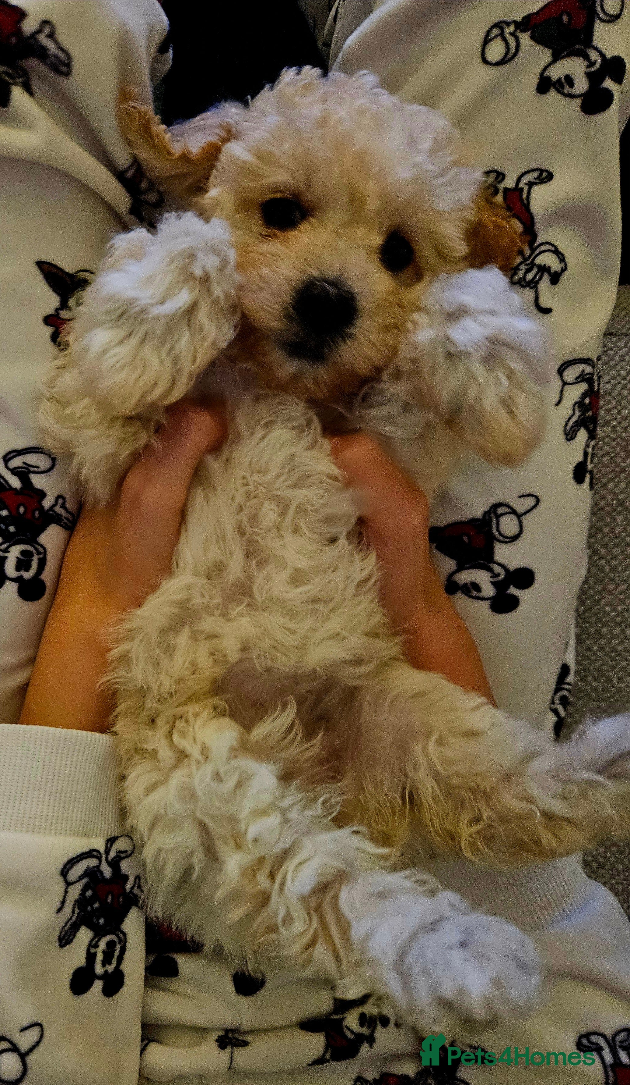 Poochon dogs 2 left!! Poochon pups ready from 28.12.25 - Advert 3