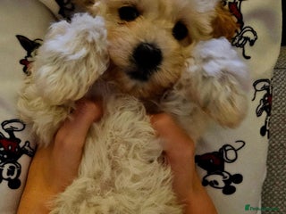 Poochon dogs 2 left!! Poochon pups ready from 28.12.25 - Advert 3