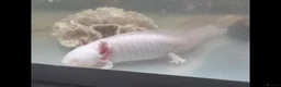 Axolotl reptiles for sale: Albino axolotl  - Advert 3