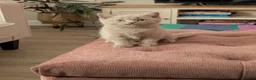 British Shorthair cats for sale: 2 beautiful British shorthair kittens for sale! - Advert 2