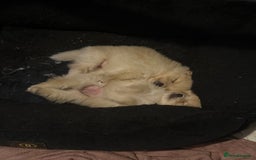 Pomeranian dogs for sale: Two Male Pomeranian’s!  - Advert 20