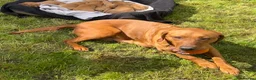 Labrador Retriever dogs for sale: Beautiful Fox red Labrador pups  - Advert 7