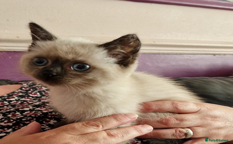 Ragdoll cats - Advert 3