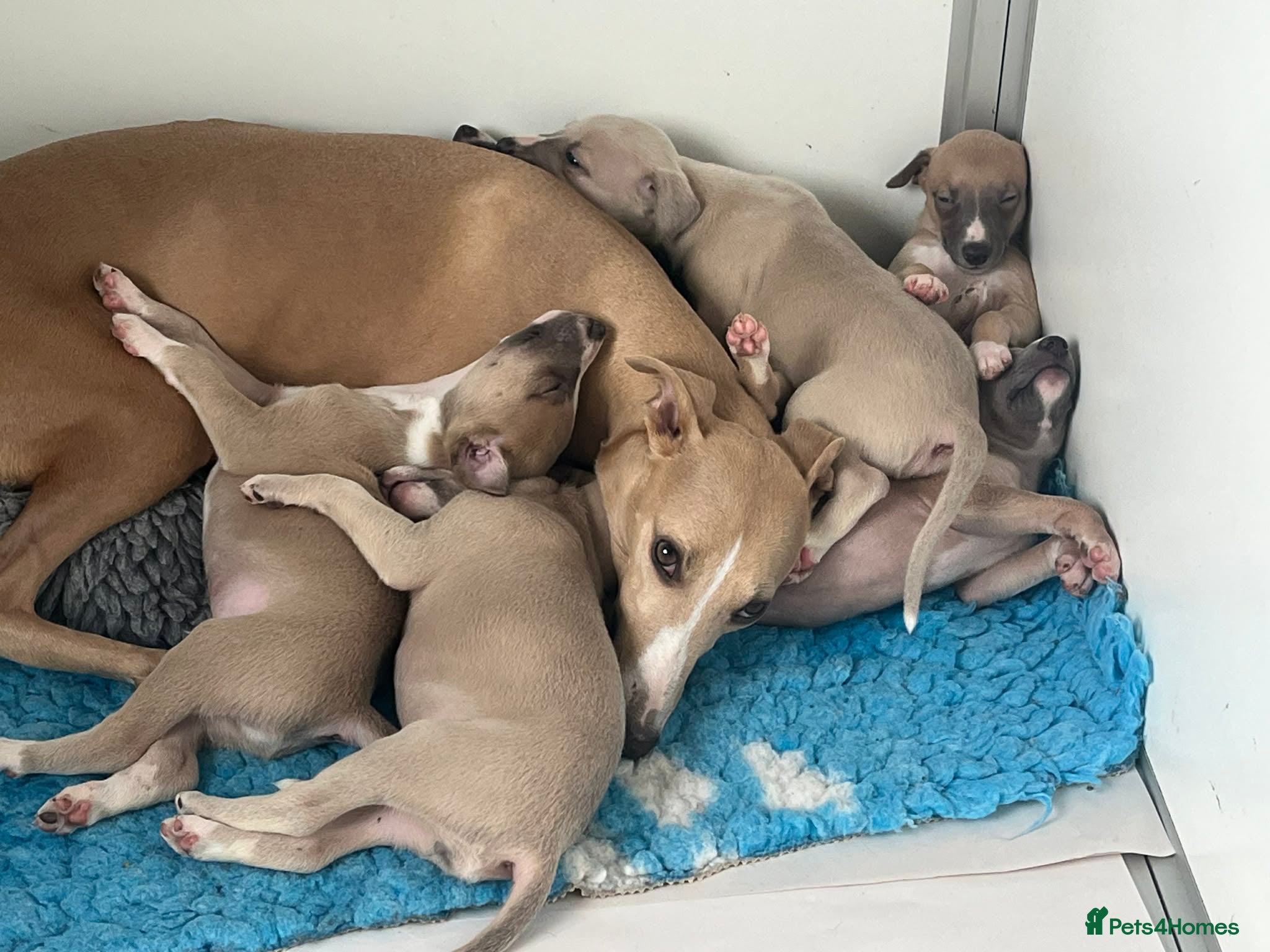 Whippet dogs KC Registered Top Quality Whippet Puppies - Advert 1