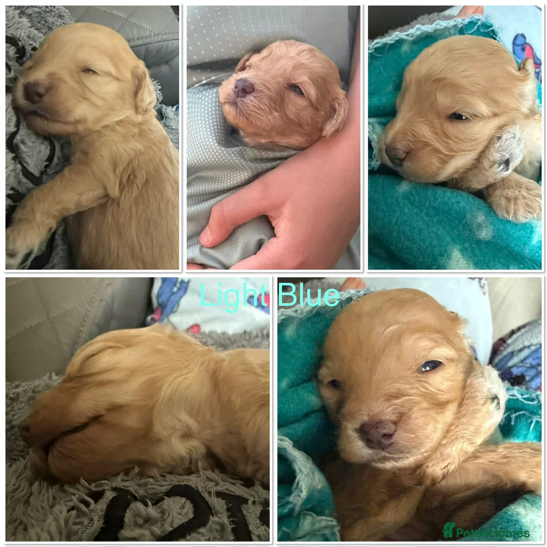 Mixed Breed dogs for sale:  🐾 READY NOW - Cavapoochon Puppies 🐾 - Advert 38