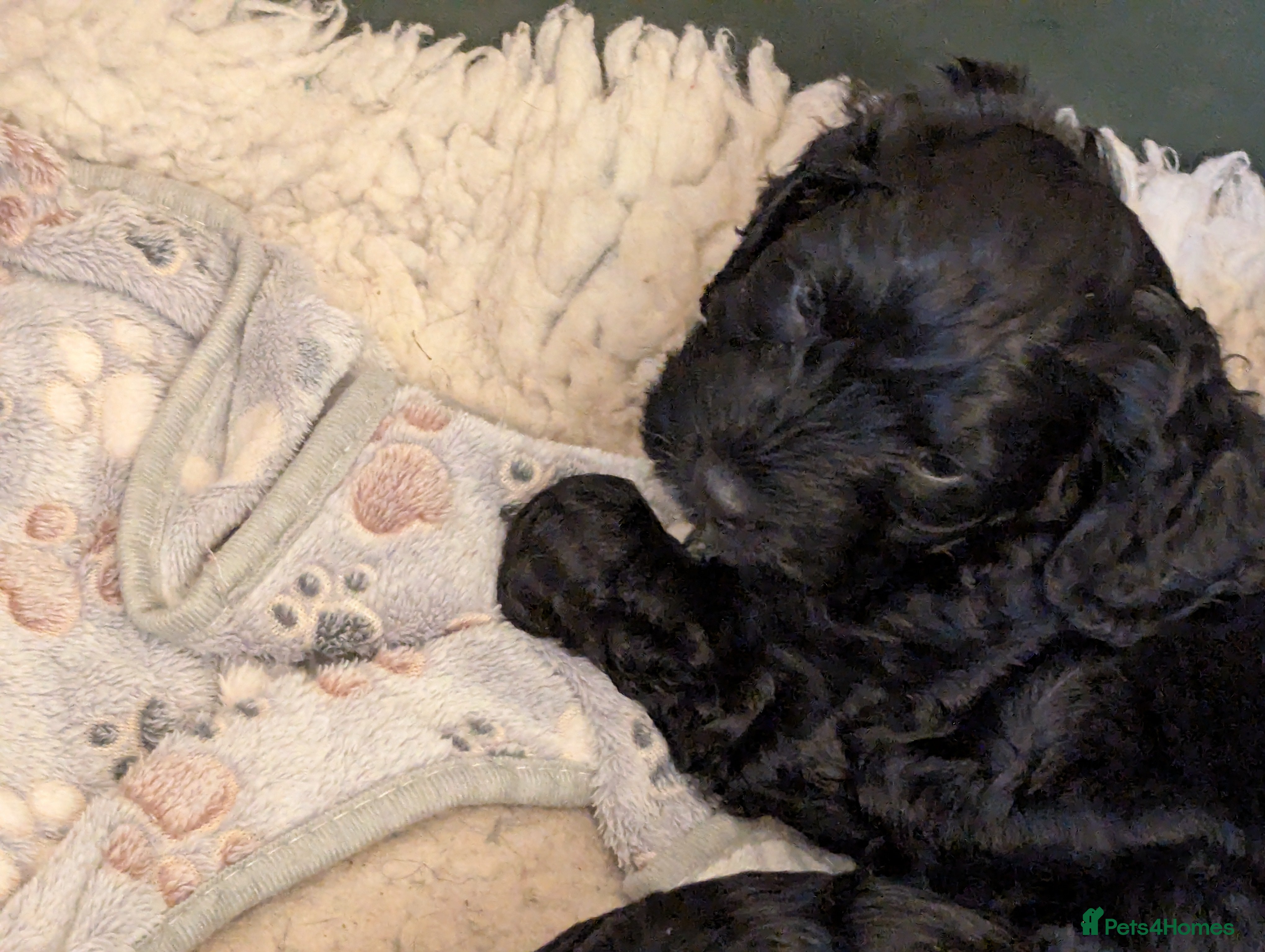 Cockapoo dogs 2 very loving F 1 show,  boy cockapoo puppies. - Advert 5