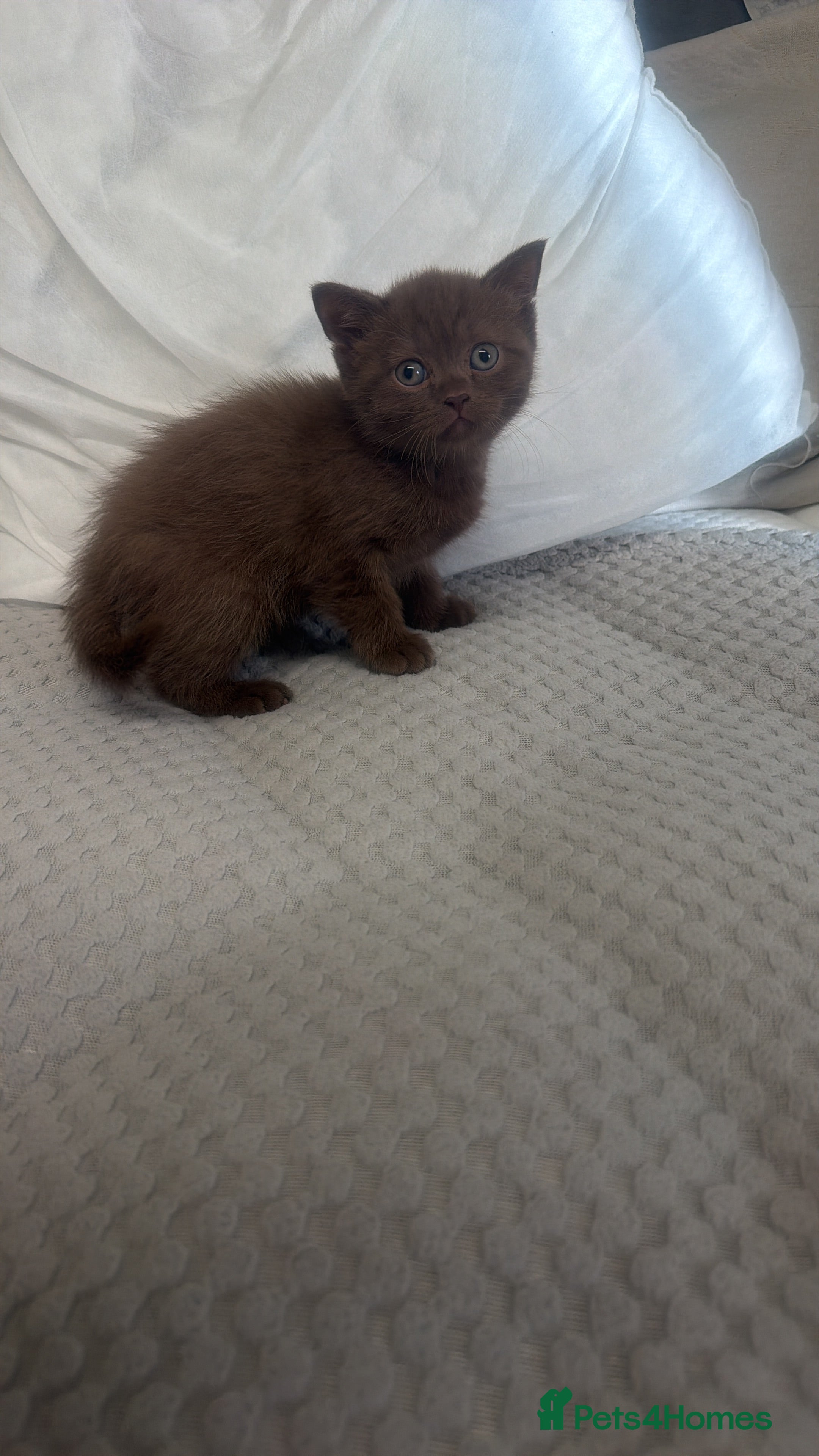 British Shorthair cats British Shorthair Cinnamon - Advert 2