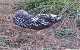Ducks poultry for sale: Muscovys, Silkies, silver laced wyandottes l/f - Image 4