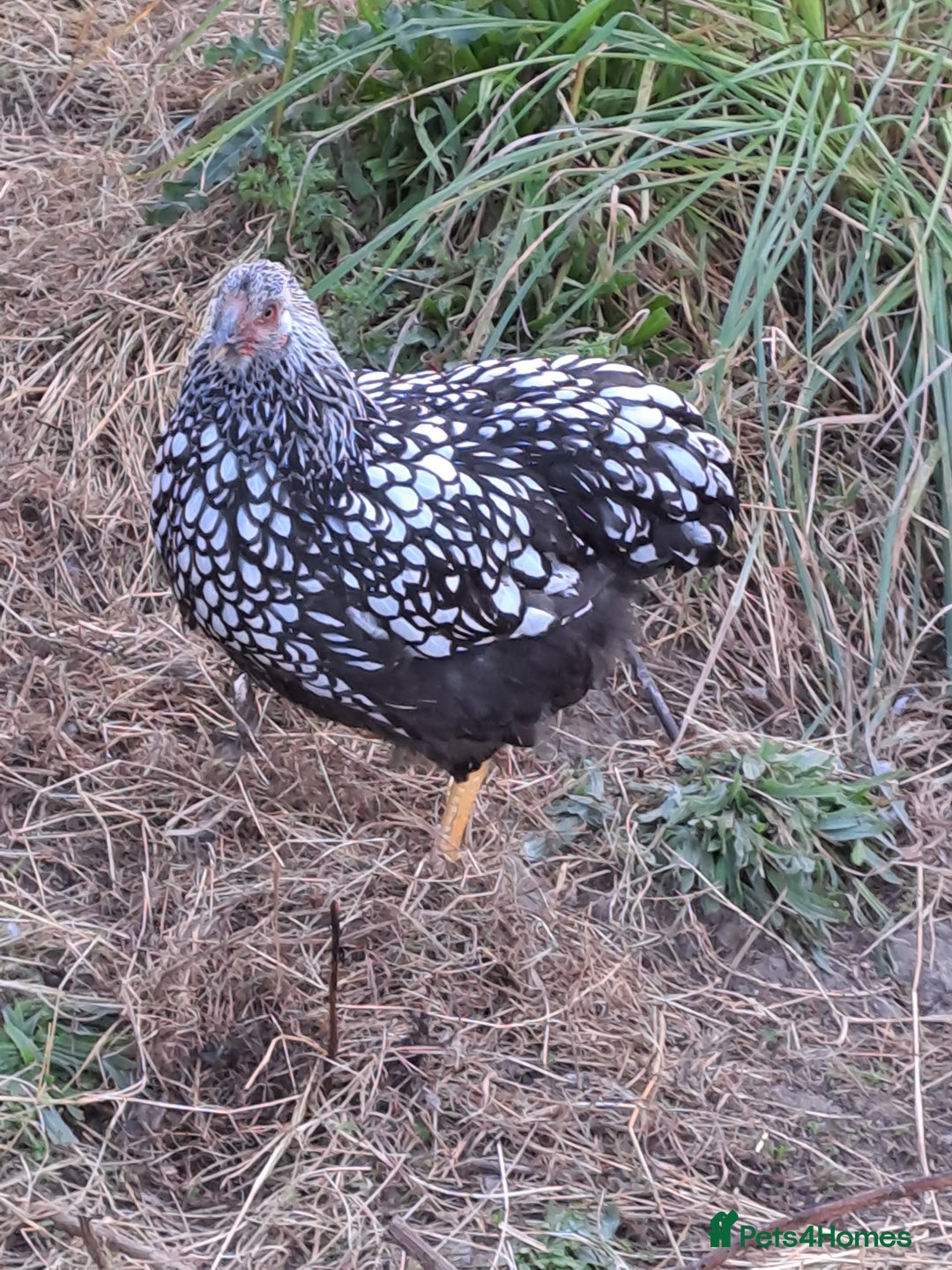Ducks poultry for sale: Muscovys, Silkies, silver laced wyandottes l/f - Image 4