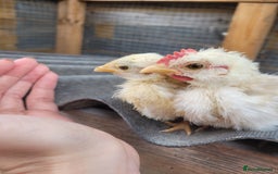 Chickens poultry for sale: Pure Serama Chick Pairs – Silkie Feather Type  - Image 5