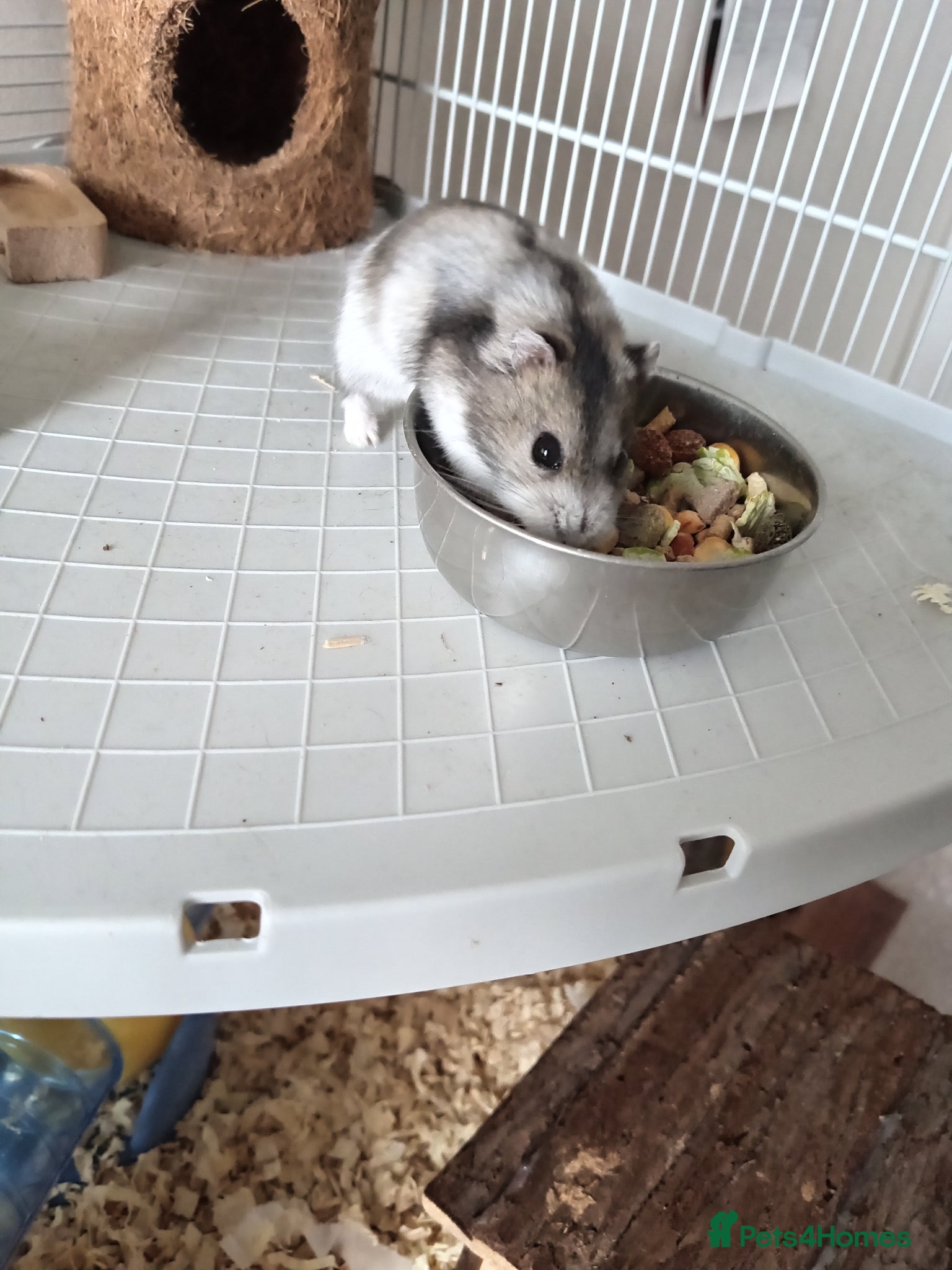 Hamster rodents Dwarf hamster - Advert 5