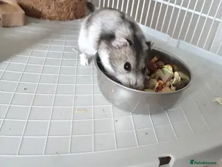 Hamster rodents Dwarf hamster - Advert 8