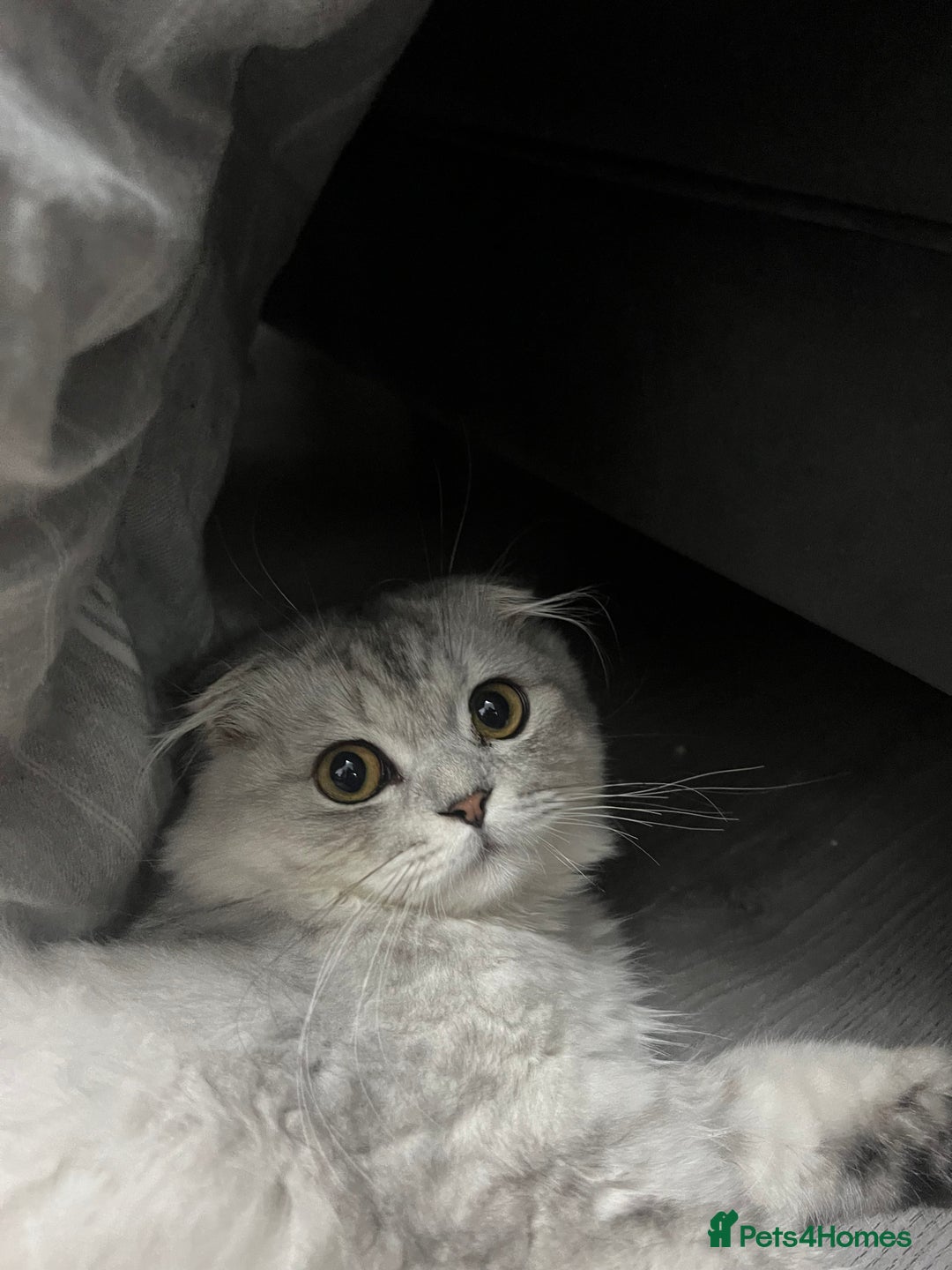 Scottish Fold cats for sale: Lovely Long Hair Scotich Fold Boy - Advert 2