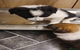 Border Collie dogs for sale: My babies  - Image 27