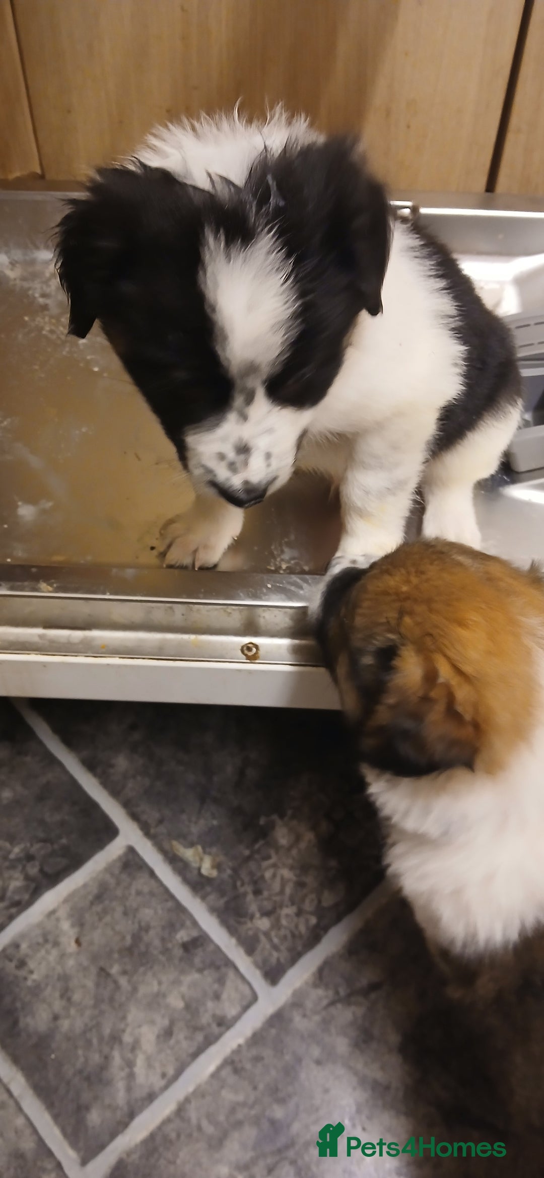 Border Collie dogs for sale: My babies  - Image 27