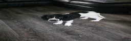 Sprocker dogs for sale: 5 beautiful girls and 2 beautiful males - Advert 5