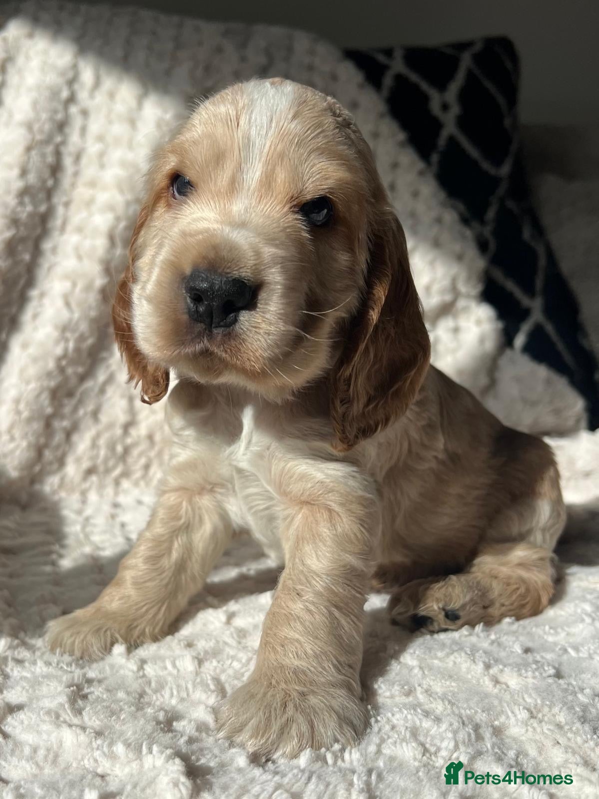 Cocker Spaniel dogs 6 KC Registered Show Type Cocker Spaniels - Advert 2