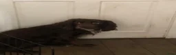 Cocker Spaniel dogs for sale: Cocker spaniel in Coventry - Advert 3