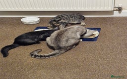 British Shorthair cats for sale: 14 WEEKS BROWN TABBY KITTEN  - Image 3