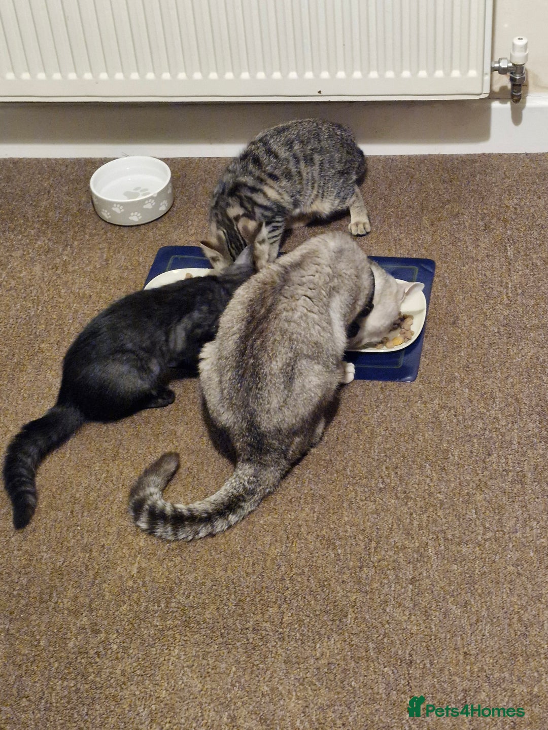 British Shorthair cats for sale: 14 WEEKS BROWN TABBY KITTEN  - Image 3