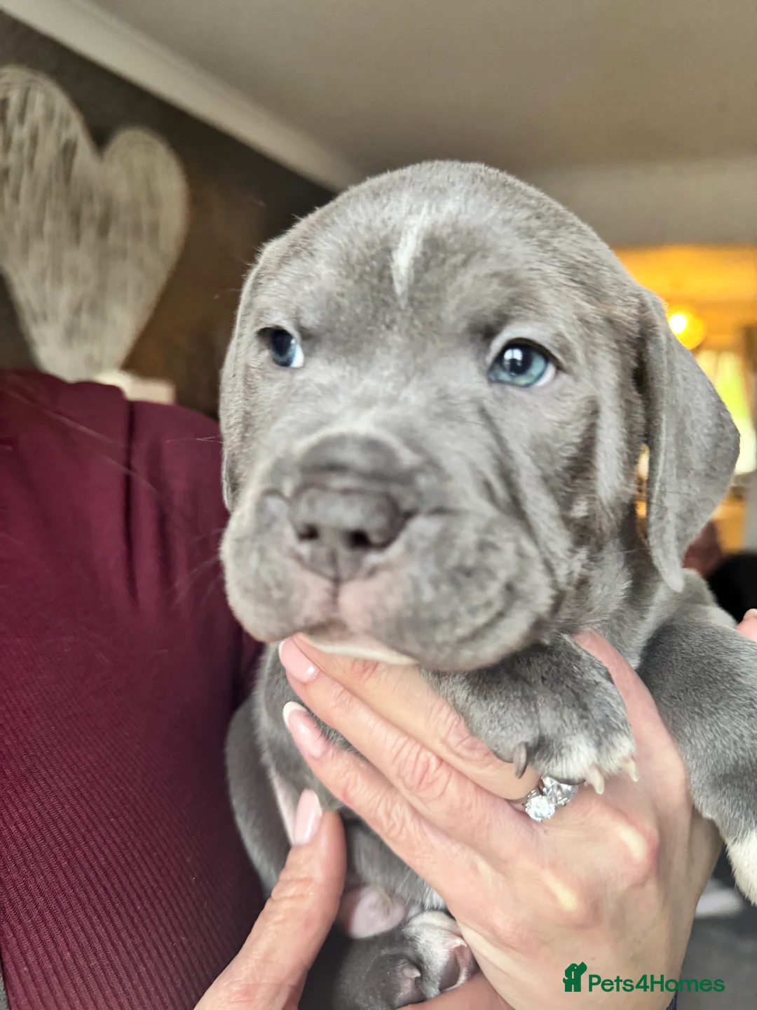 Staffordshire Bull Terrier dogs for sale: Stunning pure blue staffy pups 💙🩷 - Advert 8