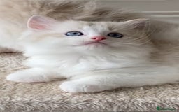 Ragdoll cats for sale: INDOOR TWO MALE GCCF REGISTERED RAGDOLL KITTENS - Image 16