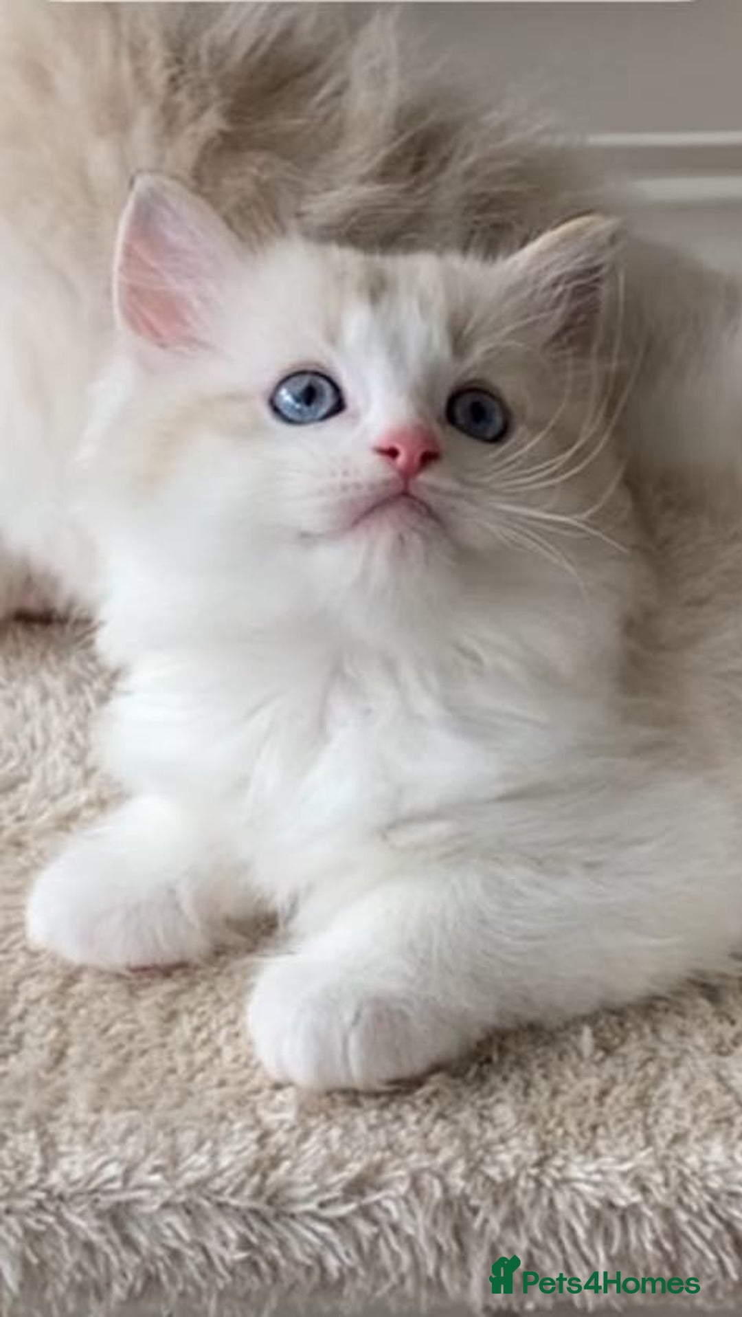 Ragdoll cats for sale: INDOOR TWO MALE GCCF REGISTERED RAGDOLL KITTENS - Image 16