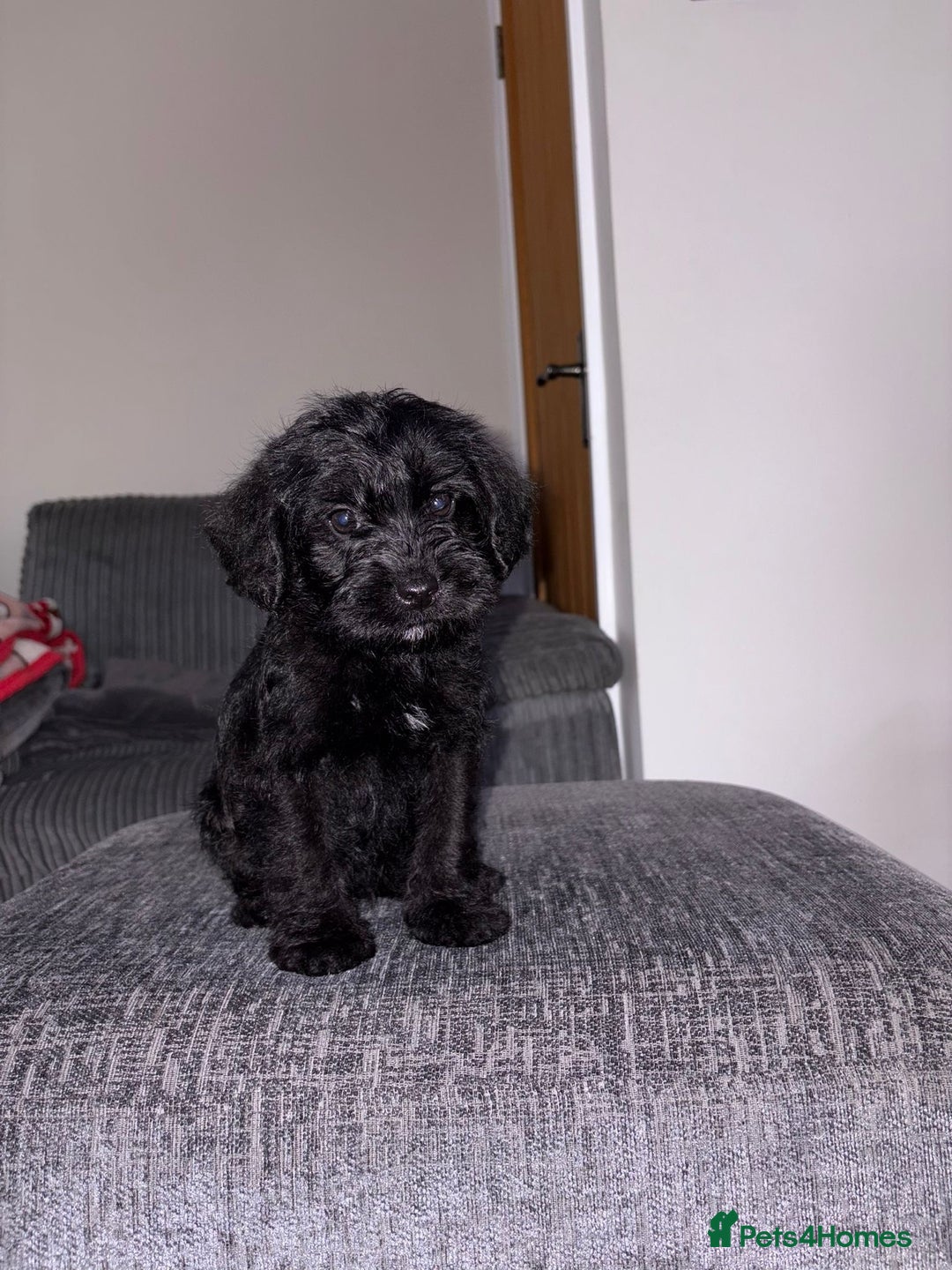 Mixed Breed dogs for sale: Border x poodle puppies - Advert 3