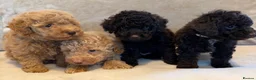 Miniature Poodle dogs for sale: 🐾 Gorgeous Miniature Poodle Puppies 🐾 in Ashford - Advert 5