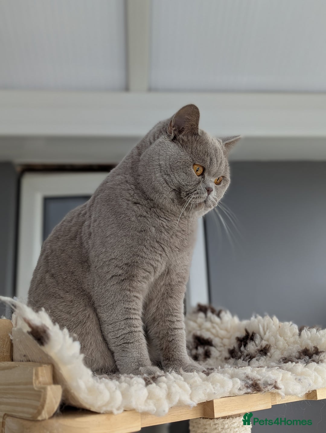 British Shorthair cats for stud: Champion title BSH stud in Derby - Advert 4