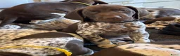 German Shorthaired Pointer dogs for sale: Healthy,Happy KC Registered GSP pups.  - Advert 30