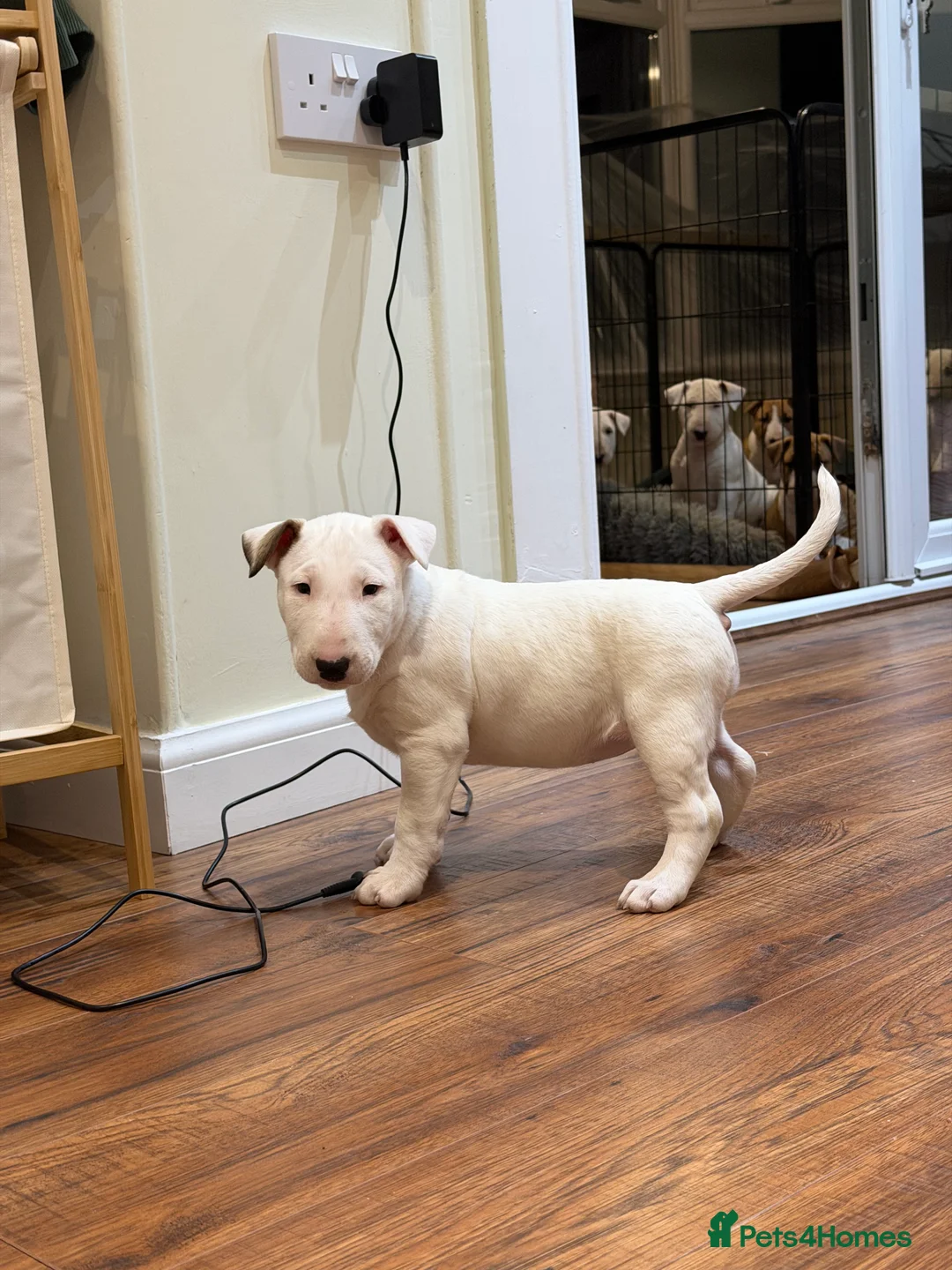 English Bull Terrier dogs for sale: CH BLOODLINE TOP BULL TERRIER PUPPIES - Advert 5