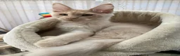 Maine Coon cats for sale: Monarch Maine coons kittens - Advert 8