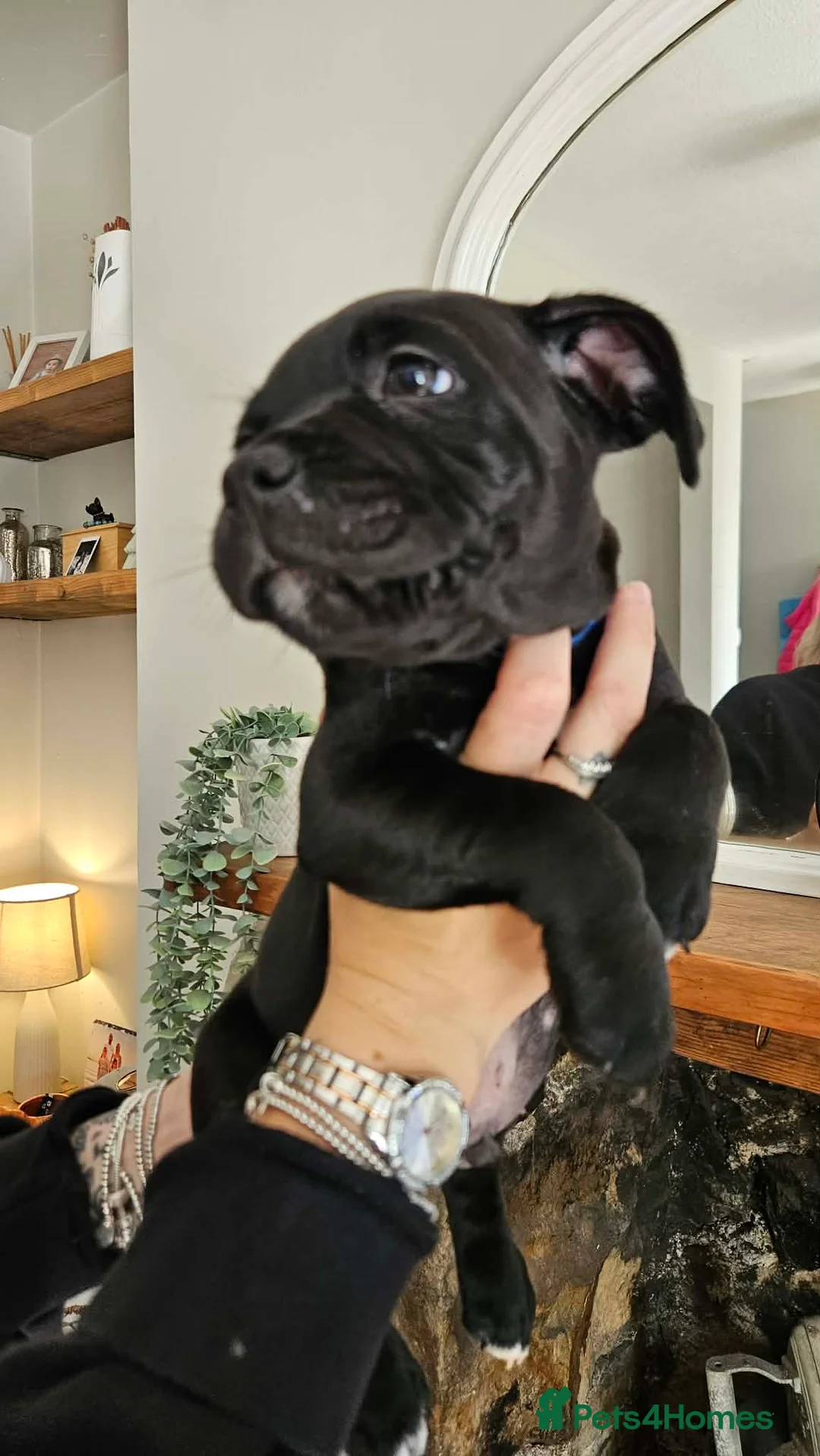 Staffordshire Bull Terrier dogs for sale: Super cute staffy puppies 🐶 2 left!  in Pontypool - Advert 21
