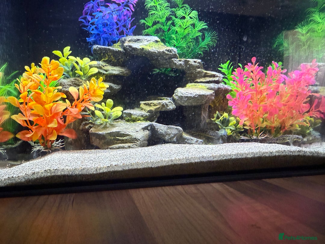 Newt reptiles for sale: 2 Spanish ribbed newts and set up - Image 5