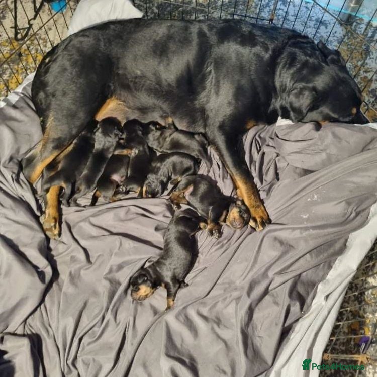 Rottweiler dogs  # Beautiful Puppies – Boys & Girls Available 🐾 - Advert 1