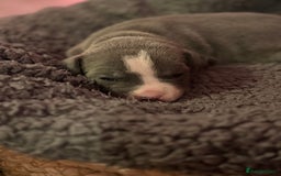 Mixed Breed dogs for sale: French bulldog cross  - Image 3