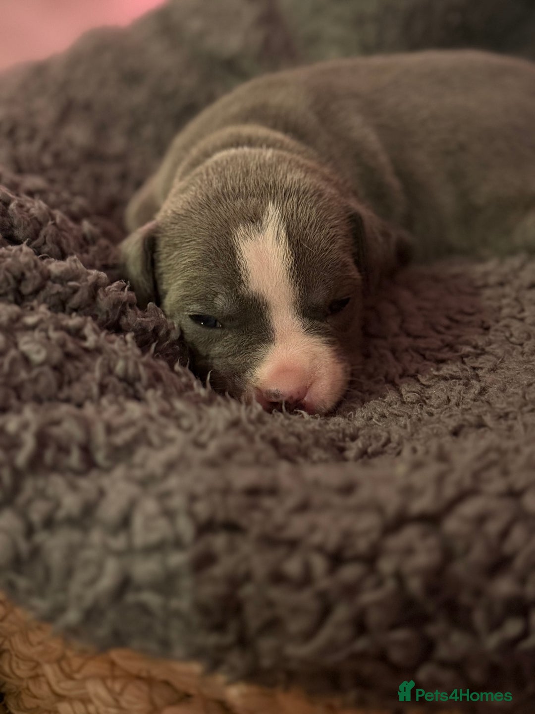 Mixed Breed dogs for sale: French bulldog cross  - Image 3
