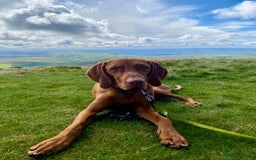 Hungarian Vizsla dogs for stud: Hungarian Vizsla Stud - Image 8