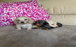 Miniature Dachshund dogs for sale: Miniature dachshunds  - Image 2