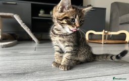 Mixed Breed cats for sale: Adorable kittens for sale  - Image 12