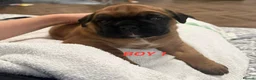 Boxer dogs for sale: Beautiful boxer puppies  - Advert 21