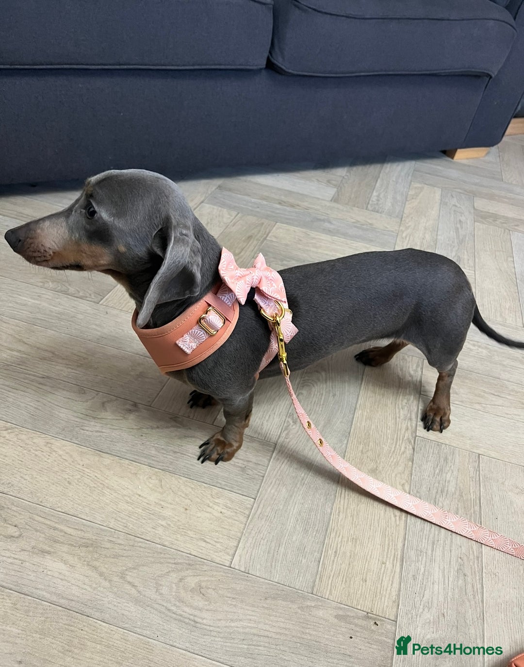 Miniature Dachshund dogs for sale: 💕 Mini Dachshund - Looking for a Forever Home 💕 - Advert 2