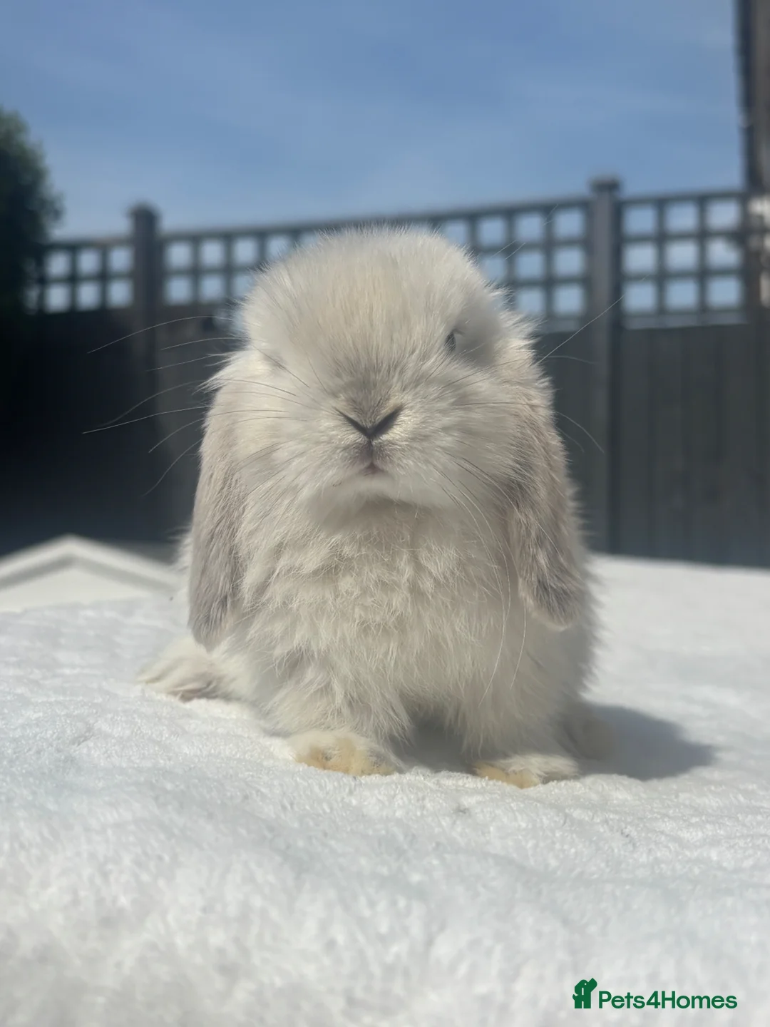 Mini Lop rabbits for sale: Gorgeous Pure Bred Mini Lop Baby Rabbits - Advert 2