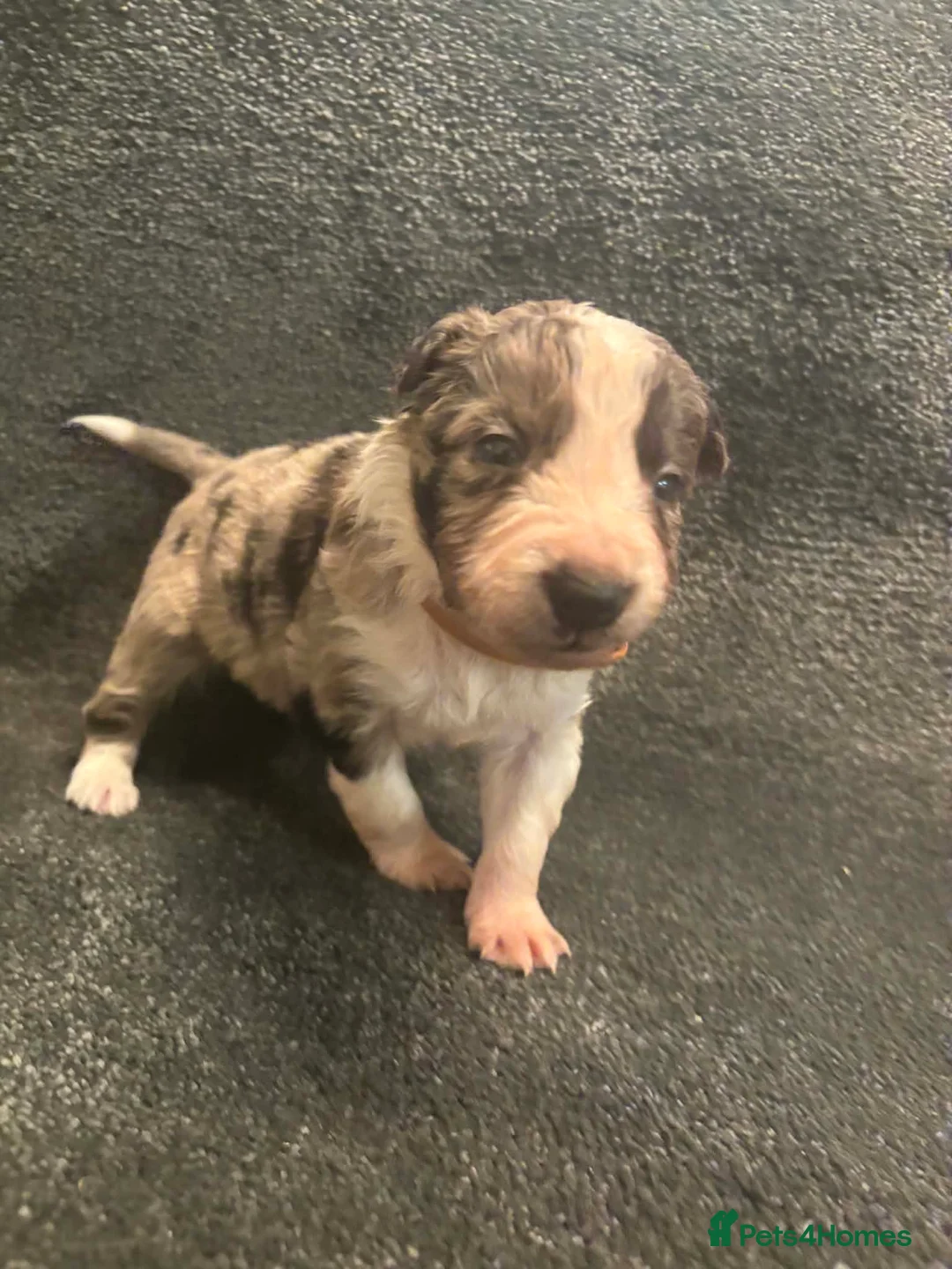 Border Collie dogs for sale: 8 Gorgeous Border Collie Puppies for Sale  - Advert 17