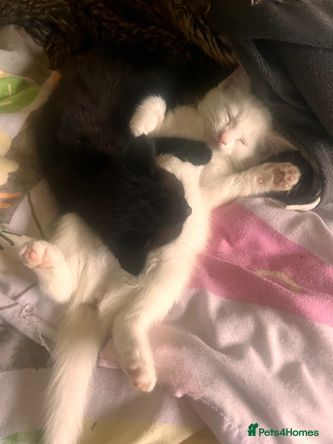 Mixed Breed cats for sale: Rescued mum cat & 2 kittens need homes  in Hayes - Advert 6