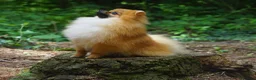 Pomeranian dogs for sale: * Pomeranians available to forever loving homes * - Advert 10