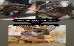 French Bulldog dogs for sale: REDUCED - Only 3 Puppies left  - Image 1