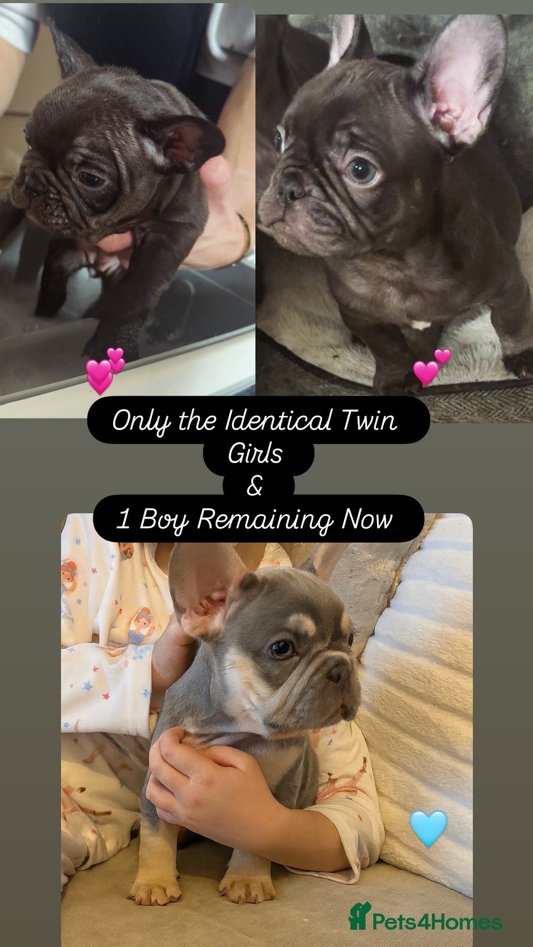 French Bulldog dogs for sale: REDUCED - Only 3 Puppies left  - Image 1